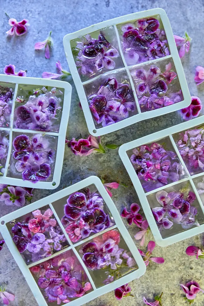 pelargoniums for europe iNYDn8 28tk unsplash 683x1024 1