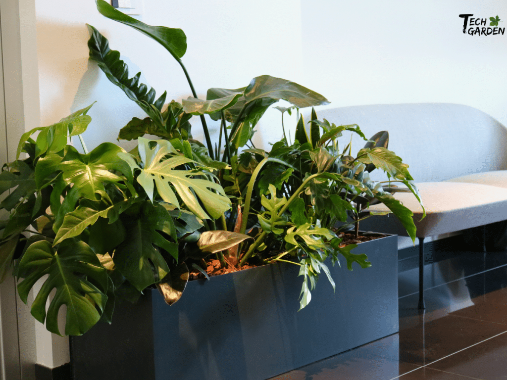 sobne biljke 1024x768 1